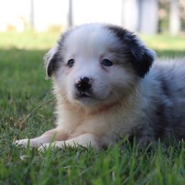 Hank - Blue merle male Miniature Australian Shepherd puppy in Goliad, Texas from Sassy Lil Aussies and Diamond W Poodles