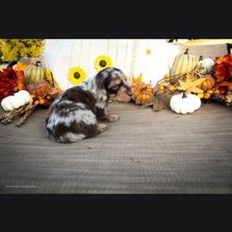 Chocolate Dapple Boy - Dapple male Dachshund puppy in Choctaw, Oklahoma from TS Performance Horses & Dachshunds