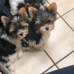 Biewer Terrier Puppies from Imperial BabyDoll Biewers