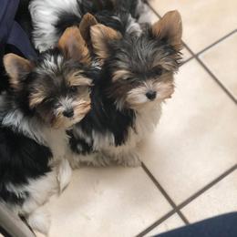 Biewer Terrier Puppies from Imperial BabyDoll Biewers
