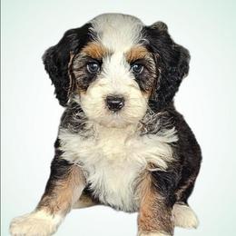 Vinny - Tri-color male Bernedoodle puppy in Glenford, Ohio from Mi-De Doodles