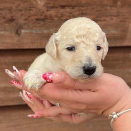 Aspen - White male Poodle puppy in Roseville, California from Aura & Luxe Poodles