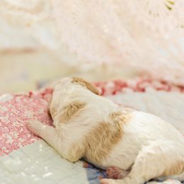 Poodle Puppies from Setting the Standard Poodles