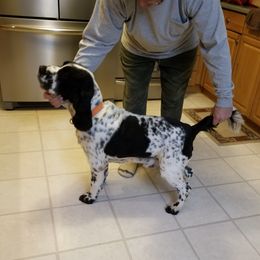 Roscoe - English Springer Spaniel