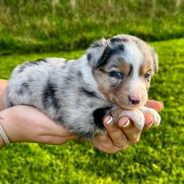 Frappe - Blue merle female Miniature Australian Shepherd puppy in Mount Carmel, Tennessee from Hill Top Mini Aussies