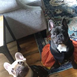 French Bulldog Puppies from NC French Kiss-A-Bulls