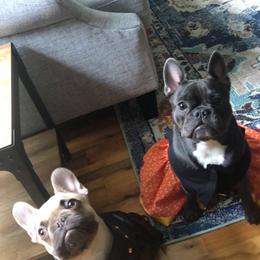 French Bulldog Puppies from NC French Kiss-A-Bulls