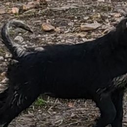 Giant Schnauzers from Schnoozing Schnauz