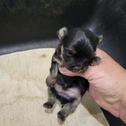 Boy 3 - Black and tan male Havanese puppy in Sebeka, Minnesota from Bydand Newfoundlands & Whimsical Havanese