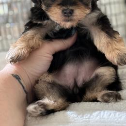 Maltipoo, Poodle, and Yorkipoo Puppies from Doodle Pups Fur-Ever
