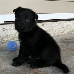 Purple - Panda male German Shepherd puppy in Lake Charlse, Louisiana from Dettaalpha Kennels
