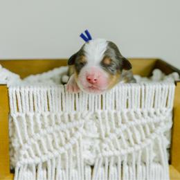 Amber - female Australian Mountain Doodle puppy in Spanish Fork, Utah from K Brand Doodles