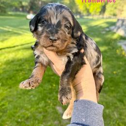 Italian Ice - Merle female Bernedoodle puppy in Midland, Michigan from Northern Charm Farm