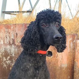 P - Poodle