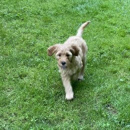 Goldendoodle Puppies from Coal Country Doodles