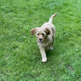 Goldendoodle Puppies from Coal Country Doodles