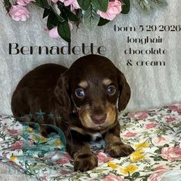 Bernadette - Chocolate and cream female Dachshund puppy in Noble, Oklahoma from Marissa's Dachshunds (BooneDox Mini Dachshunds)