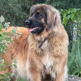Merci - Leonberger