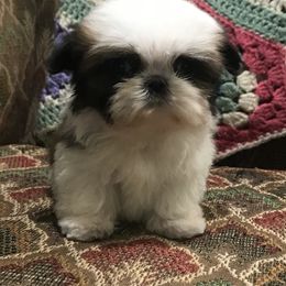 Shih Tzu Puppies from Willow Lane Shih Tzus