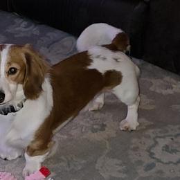 Dachshunds from ELLIES DARLIN DOXIES