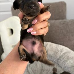 Boy 2 - Cream male Dachshund puppy in Cottonwood, Arizona from JuniperWood Dachshunds