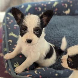 Lilly's AKC girl Rose - White black and tan female Papillon puppy in Joshua, Texas from Summertime Kennels