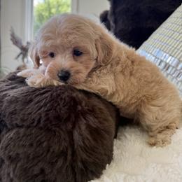 Red collar ( sangria litter) - Red male Maltipoo puppy in Fredericktown, Missouri from Doodle Pups Fur-Ever