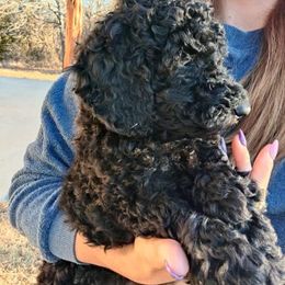 Poodle Puppies from Luck O the Doodle