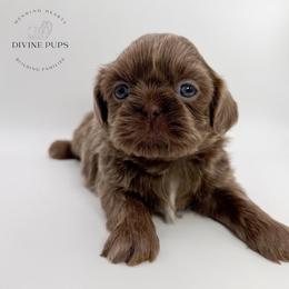Diesel - Lilac male Shih Tzu puppy in League City, Texas from Divine Pups