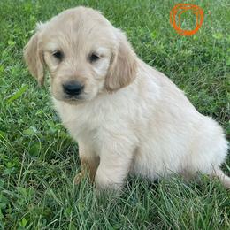 Orange - Golden female Golden Retriever puppy in Mount Carmel, Tennessee from HS Goldens