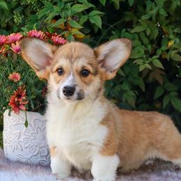Brown collar - Red male Pembroke Welsh Corgi puppy in Caliente, California from Rafter Cross 7