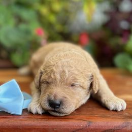 Bashful - Apricot male Goldendoodle puppy in Camden, North Carolina from Oopsie Doodles of NC