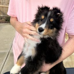 Bitsy - Black white and tan female Shetland Sheepdog puppy in New Richmond, Ohio from Heaven’s Shelties