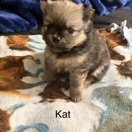 Kat - Cream sable female Pomeranian puppy in Denver, Colorado from Tiny Tornado Poms