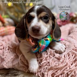 Confetti - Piebald female Dachshund puppy in Fayetteville, West Virginia from Loop Creek Dachshunds
