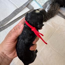 Galaxy - Black and white male Aussiedoodle puppy in Columbia Falls, Montana from Firefly Aussies & Aussiedoodles