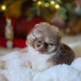 Honey - Chocolate sable female Pomeranian puppy in Los Angeles, California from Pommies of LA