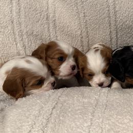 Cavalier King Charles Spaniels from Raised by Cathy