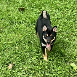Shiba Inu puppies from Haste