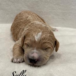 Sully - Apricot male Goldendoodle puppy in Nortonville, Kentucky from Deb’s KY Doodles