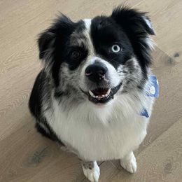 Eazy - Blue merle male Miniature Australian Shepherd puppy in Patterson, North Carolina from DreamLine Aussies