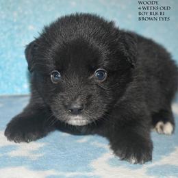Woody - Black tri male Miniature Australian Shepherd puppy in Patterson, North Carolina from DreamLine Aussies