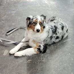 Breeze - Australian Shepherd
