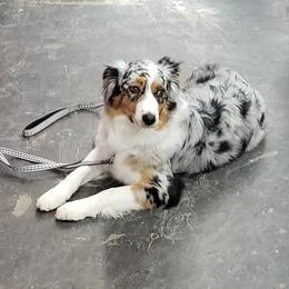 Breeze - Australian Shepherd