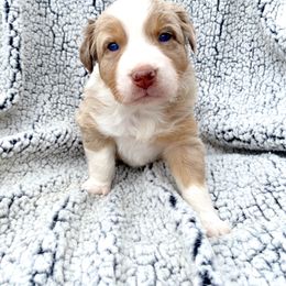 Girl 1 - Australian Shepherd puppy in Stanwood, Michigan from Double T Aussies