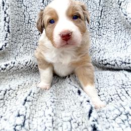 Girl 1 - Australian Shepherd puppy in Stanwood, Michigan from Double T Aussies