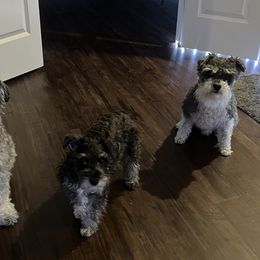 Miniature Schnauzer Puppies from Sugarbaby Kennel