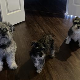 Miniature Schnauzer Puppies from Sugarbaby Kennel