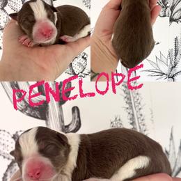 Penelope - Red female Border Collie puppy in Sanger, California from Flying M Cactus Ranch Buddies