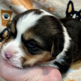 Boy 1 - Black and tan male Pembroke Welsh Corgi puppy in Thornton, New Hampshire from Dinger’s Dogs